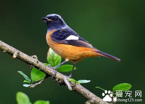 養什麼鳥好|新手可以養的三種觀賞鳥，好養又好看